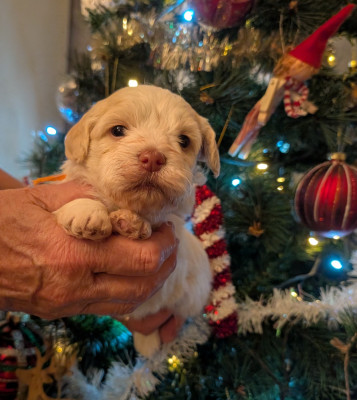 Les chiots de Bichon Havanais