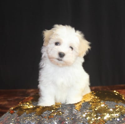 Les chiots de Bichon Havanais