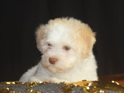 Les chiots de Bichon Havanais