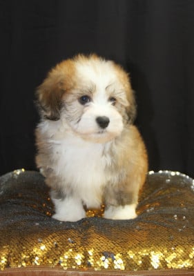 Les chiots de Bichon Havanais