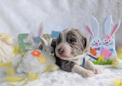 Les chiots de Bearded Collie