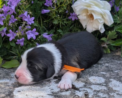 Les chiots de Bearded Collie