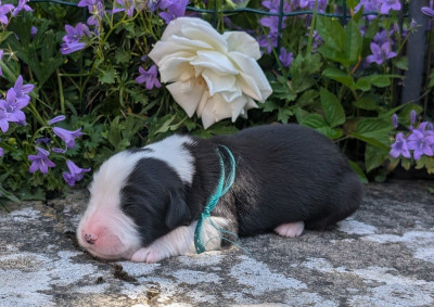 Les chiots de Bearded Collie
