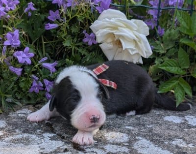 Les chiots de Bearded Collie