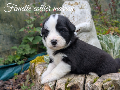 Les chiots de Bearded Collie