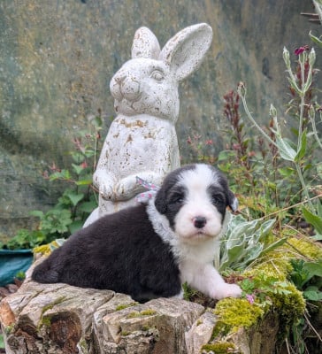 Les chiots de Bearded Collie