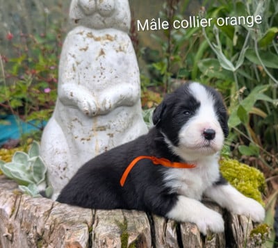 Les chiots de Bearded Collie