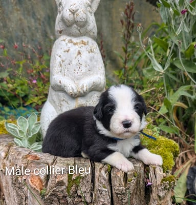 Les chiots de Bearded Collie