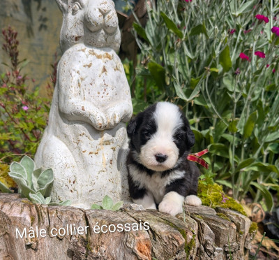 Les chiots de Bearded Collie