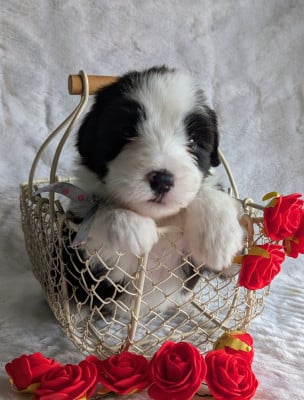 Les chiots de Bearded Collie