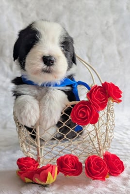 Les chiots de Bearded Collie