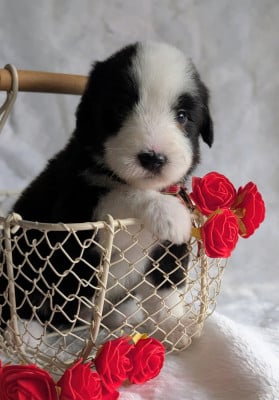 Les chiots de Bearded Collie