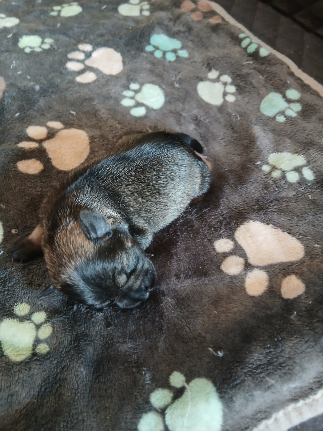 CHIOT 2 - Schnauzer miniature