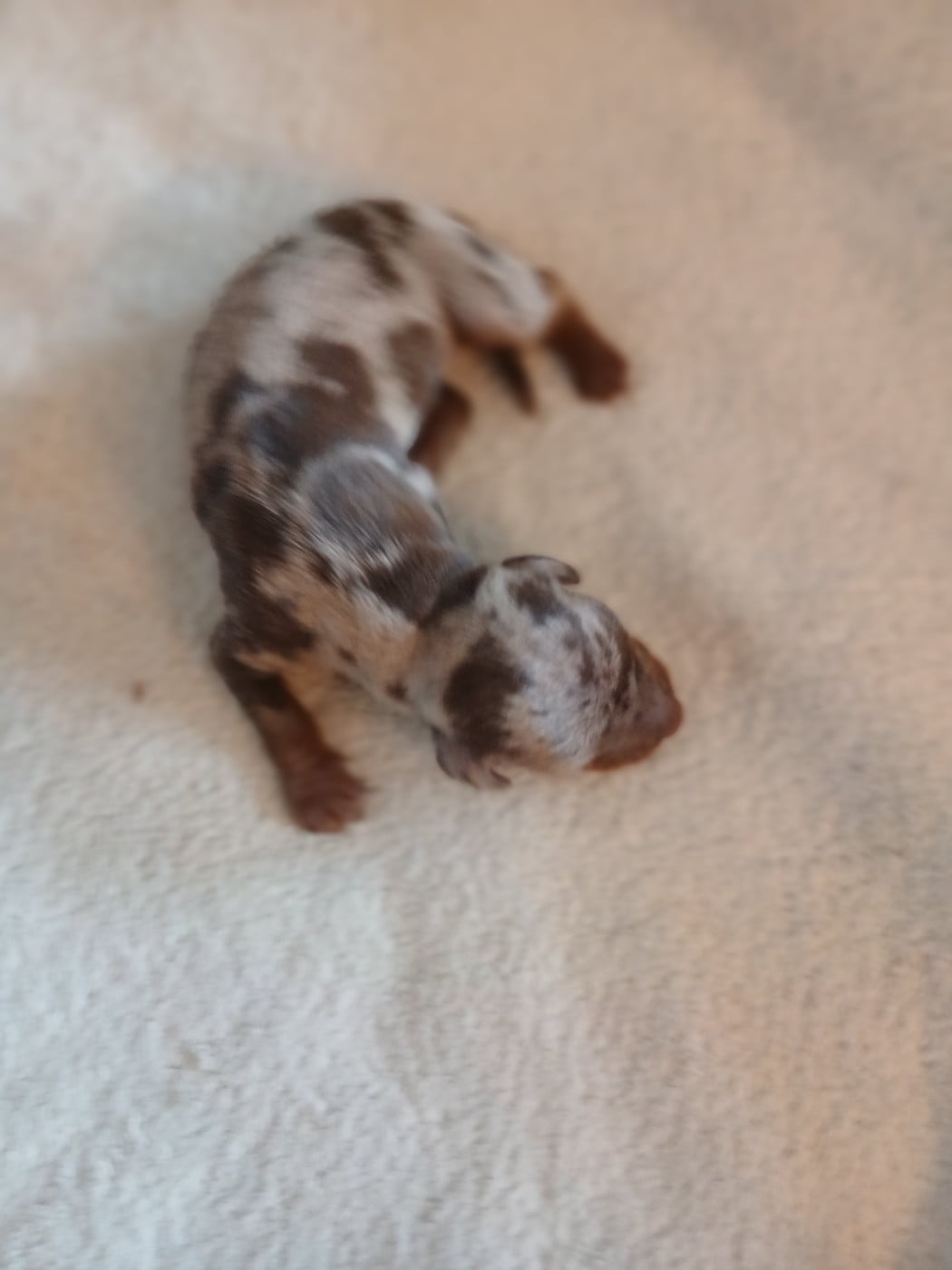 Chiot N°1 - Teckel poil ras