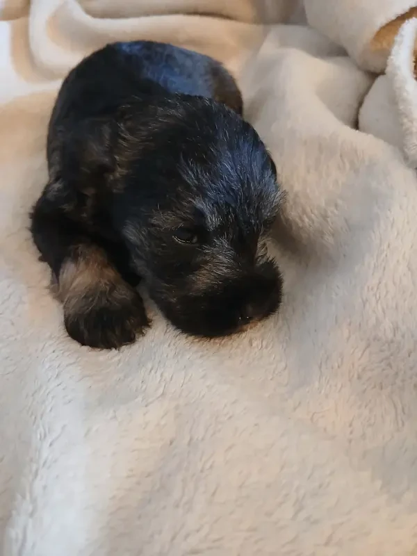 Chiot N°1 - Schnauzer miniature