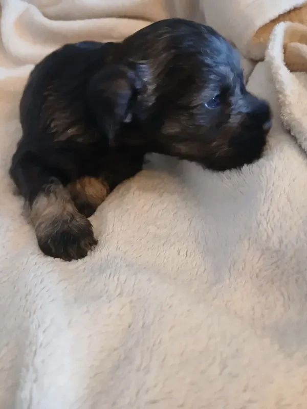 Chiot N°2 - Schnauzer miniature