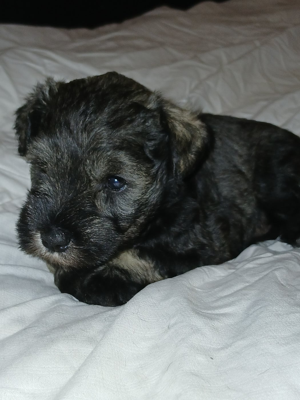 Chiot N°2 - Schnauzer miniature