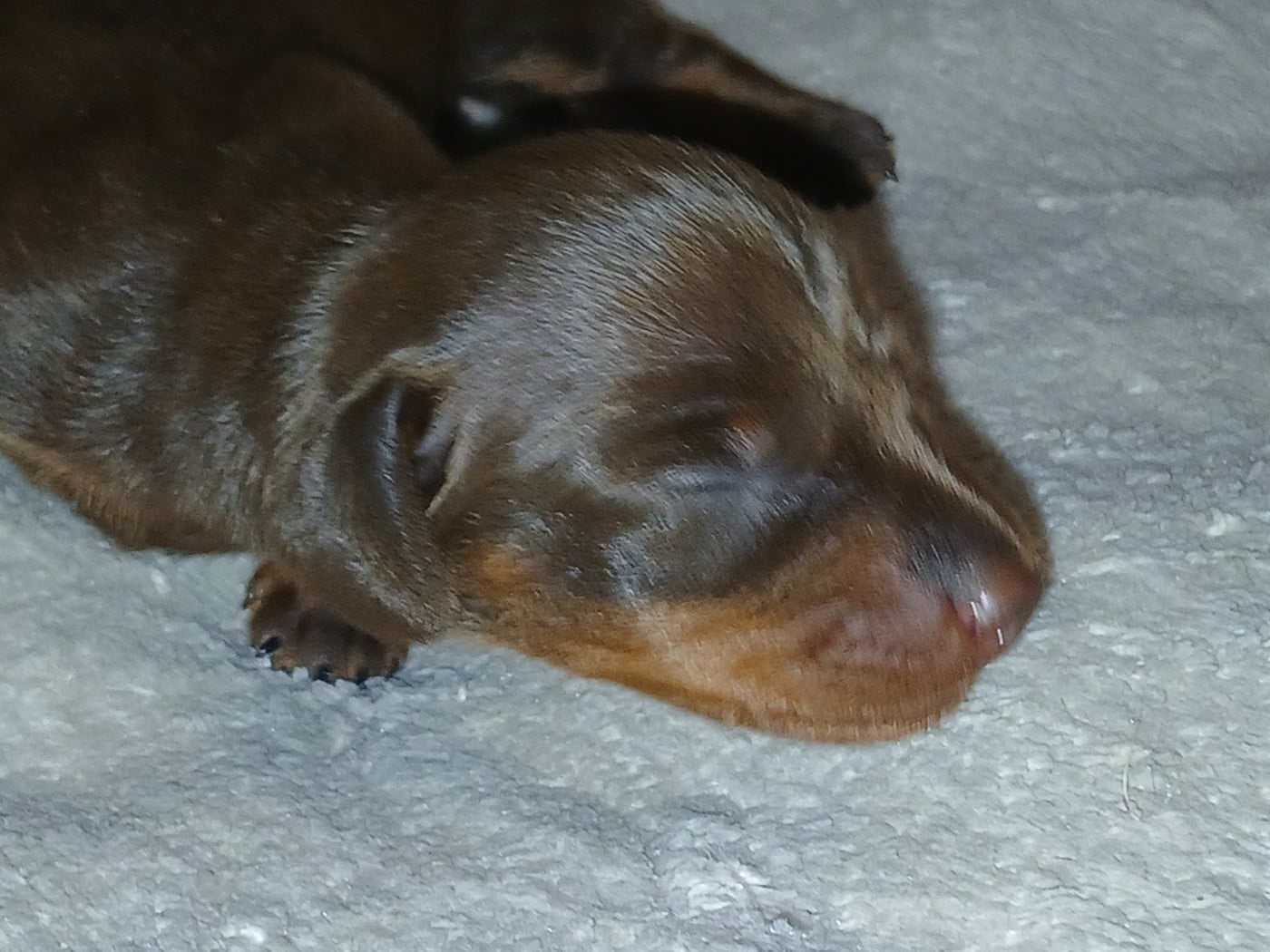 Chiot N°1 - Teckel poil ras