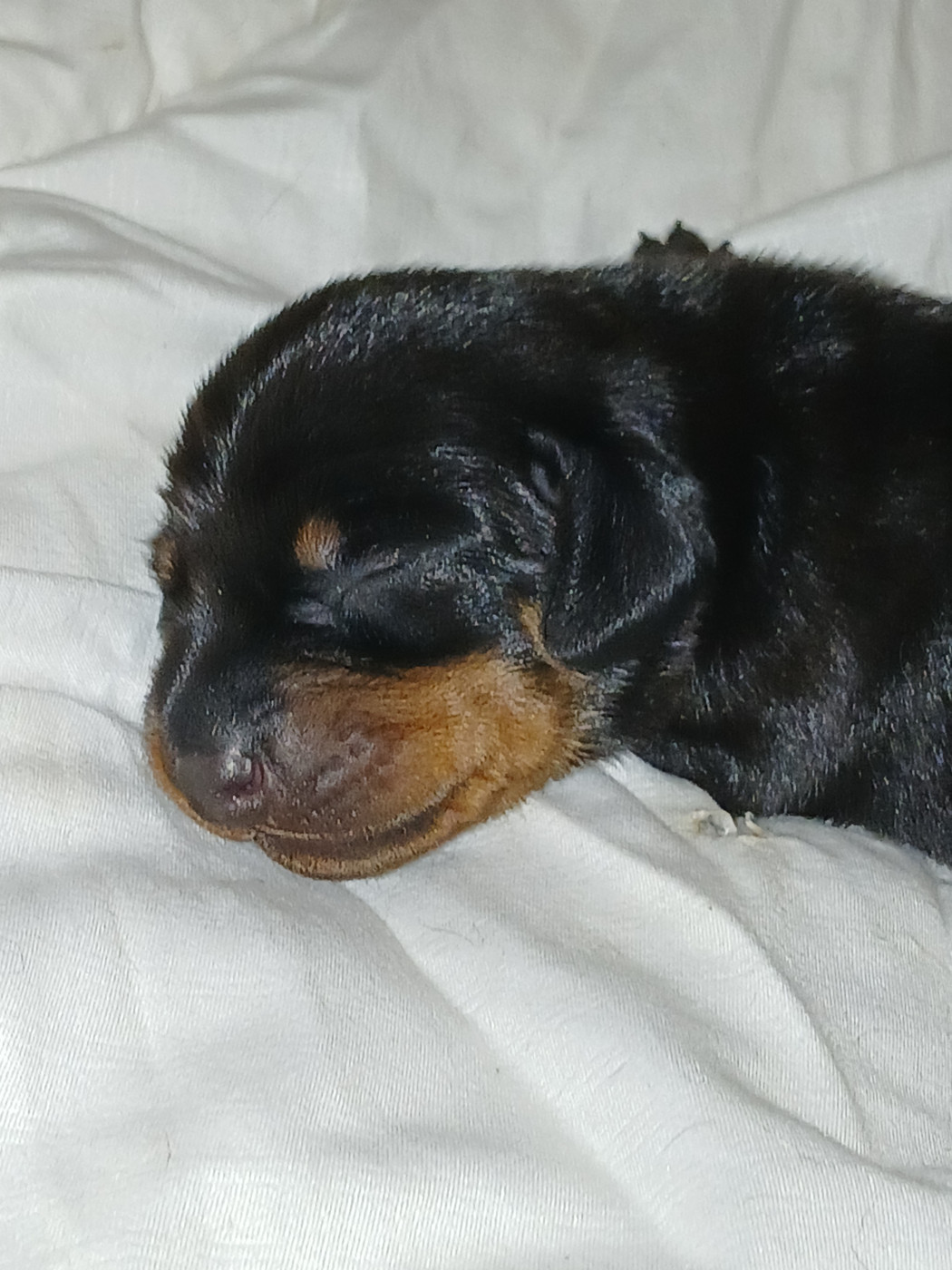 Chiot N°2 - Teckel poil ras