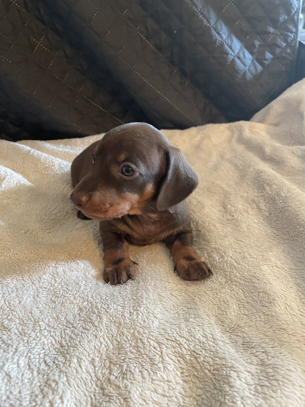 Chiot N°1 - Teckel poil ras