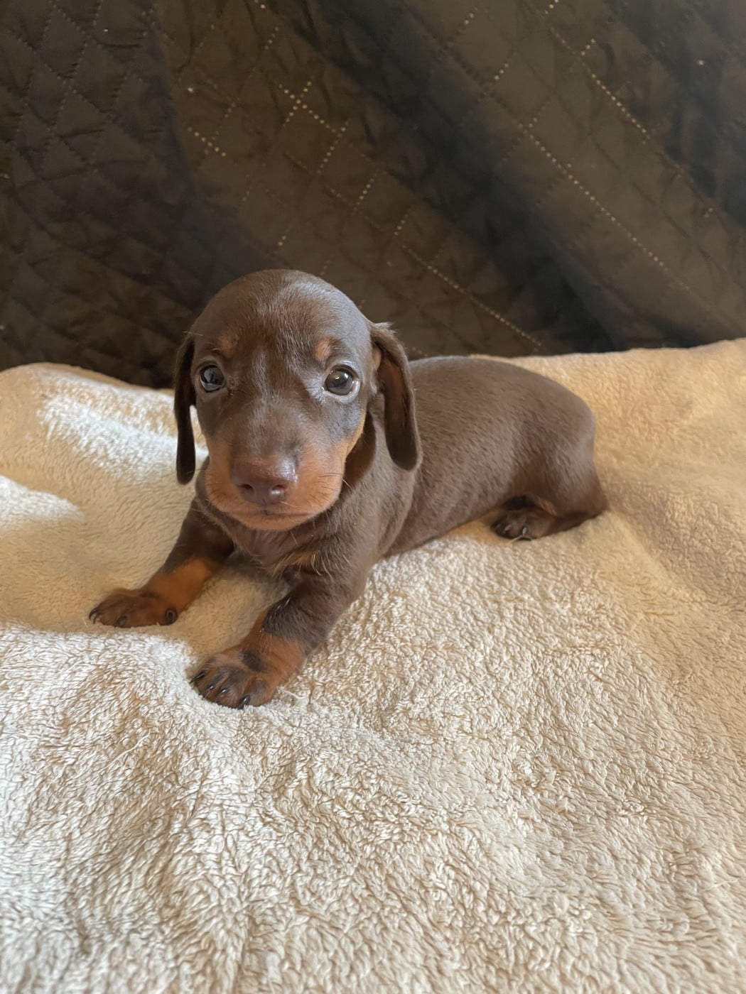 Chiot N°2 - Teckel poil ras