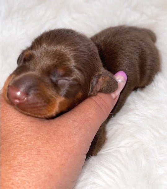 Chiot N°1 - Teckel poil ras