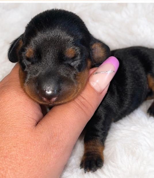 Chiot N°2 - Teckel poil ras