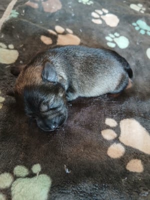 Les chiots de Schnauzer miniature