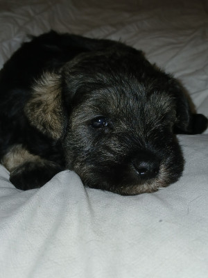 Les chiots de Schnauzer miniature