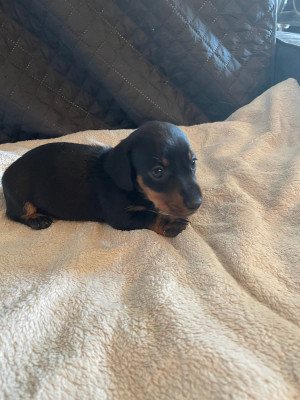 Les chiots de Teckel poil ras