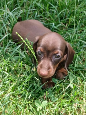 Les chiots de Teckel poil ras