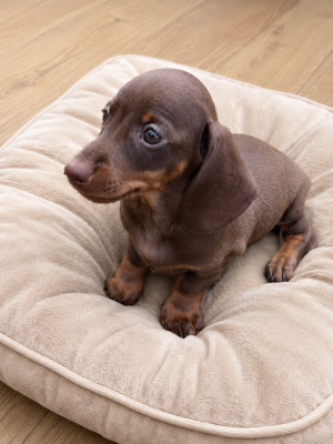 Les chiots de Teckel poil ras
