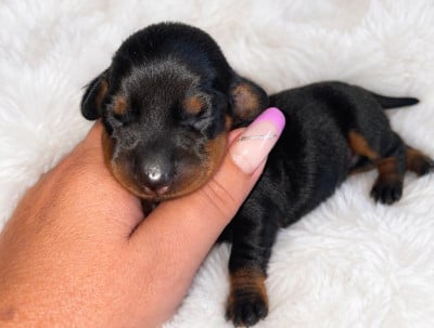 Les chiots de Teckel poil ras