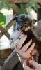 - Disponibles 3 superbes males tricolores