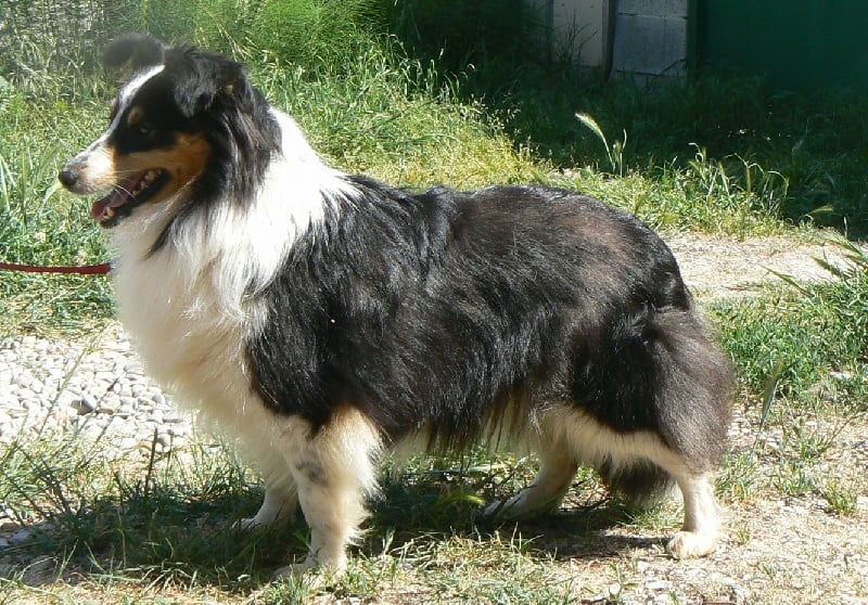 Diana ross my princess Des mille eclats des tournesol