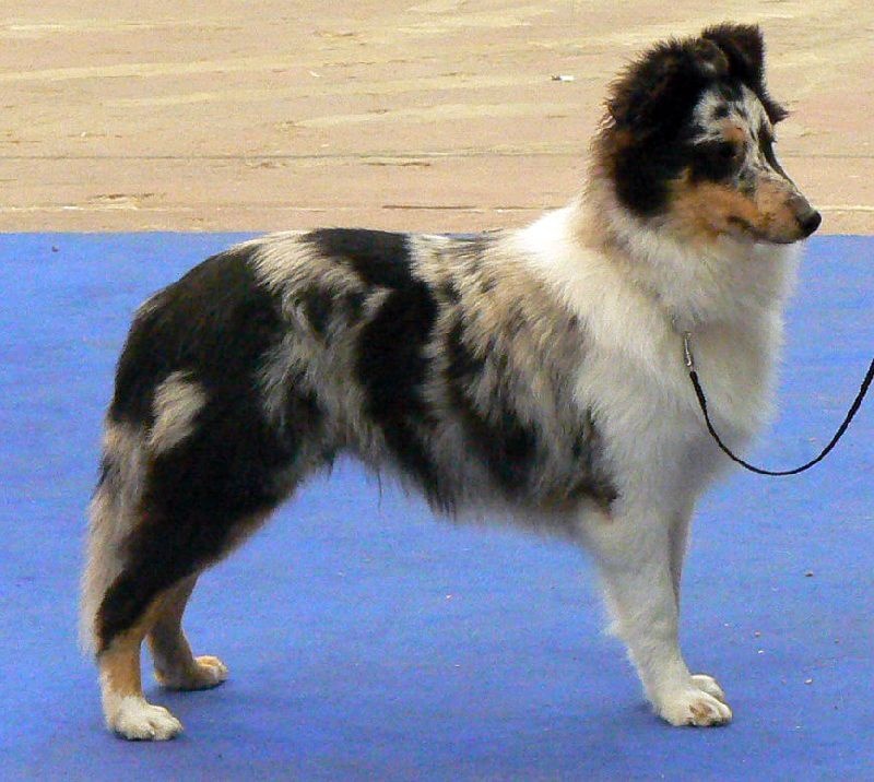 Proud to be blue Di selvaspina