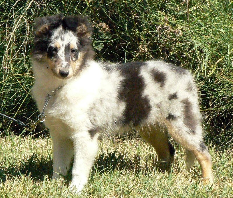 Proud to be blue Di selvaspina