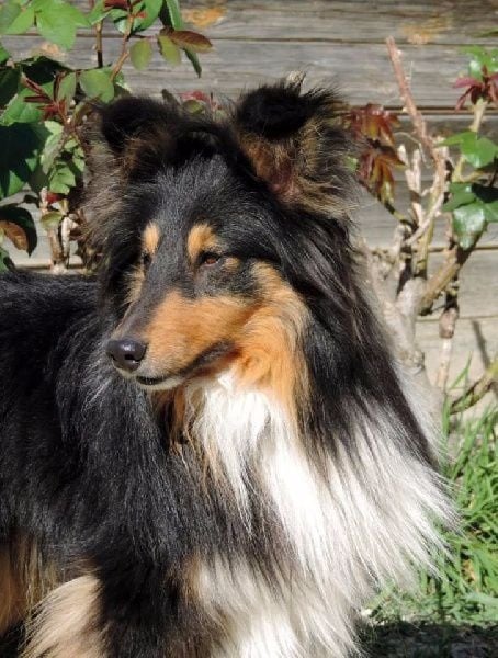 Heart of black king léo Des mille eclats des tournesol