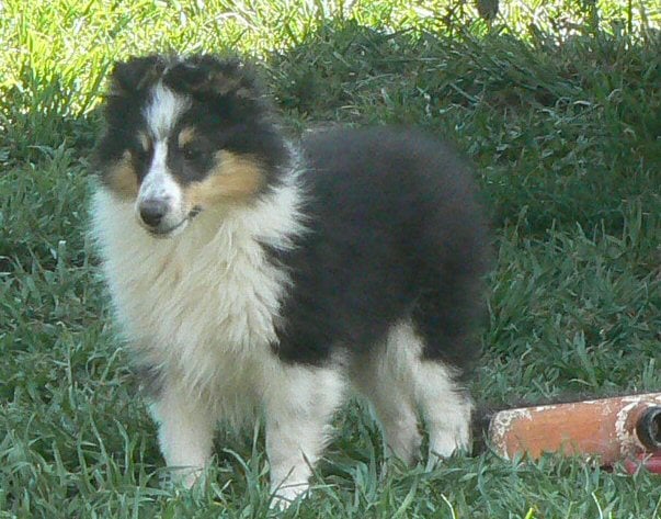 Diana ross my princess Des mille eclats des tournesol