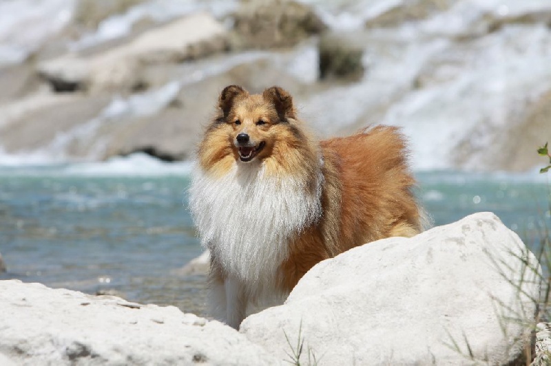 CH. Divin duel for gold freebe Des mille eclats des tournesol