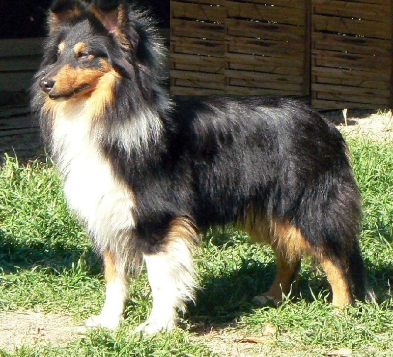 Heart of black king léo Des mille eclats des tournesol