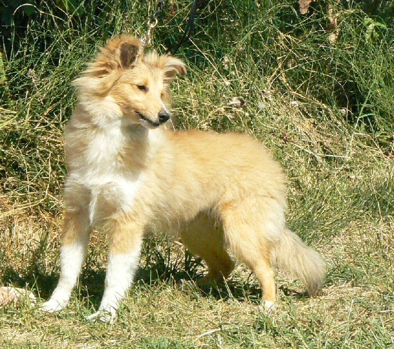 CH. Emilie jolie my princess Des mille eclats des tournesol