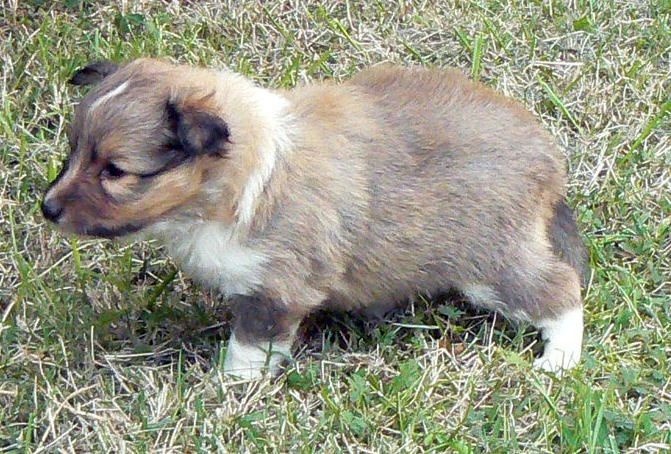 CH. Divin duel for gold freebe Des mille eclats des tournesol