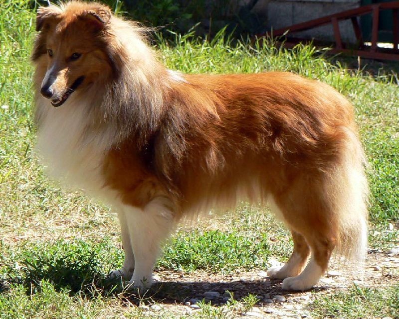 rivermist Galahad the grail knight