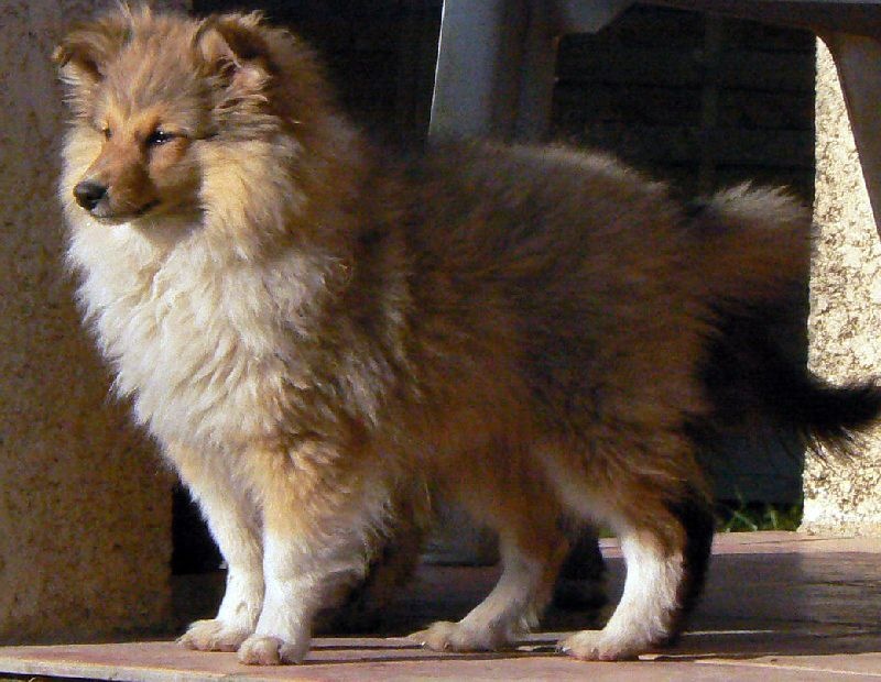 CH. Divin duel for gold freebe Des mille eclats des tournesol