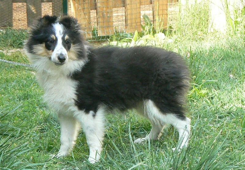 Diana ross my princess Des mille eclats des tournesol