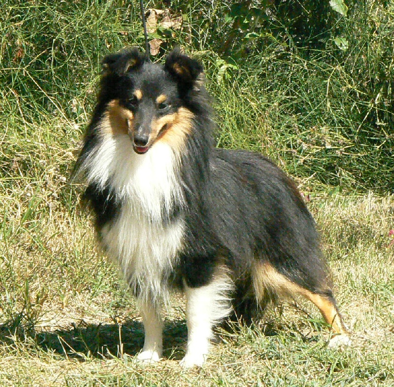 D'artagnan le chevalier Des mille eclats des tournesol