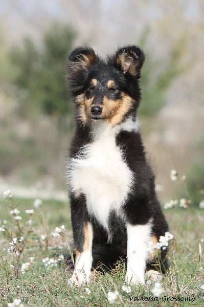 Heart of black king léo Des mille eclats des tournesol