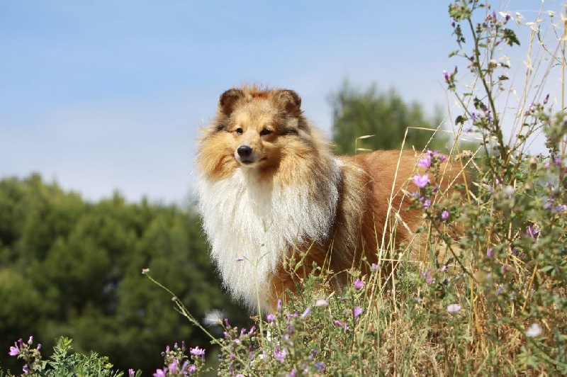 CH. Divin duel for gold freebe Des mille eclats des tournesol