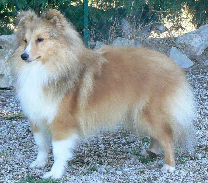 CH. Emilie jolie my princess Des mille eclats des tournesol